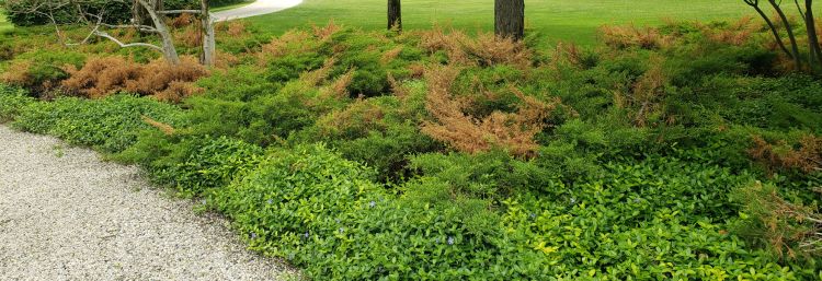 Dieback symptoms of established juniper.