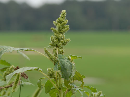  Redroot Pigweed2.jpg 