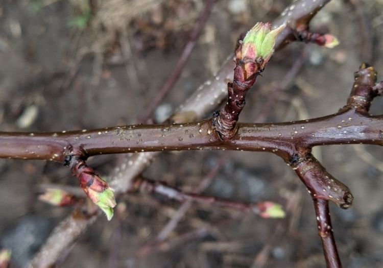 Apple buds.