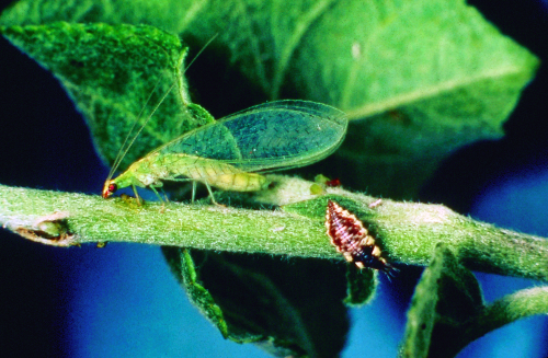 Adult is green (Chrysopidae) or light brown (Hemerobiidae) with large, translucent, membranous wings that are held roof-like over the body. 