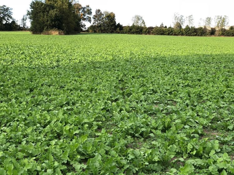 Radish cover crop