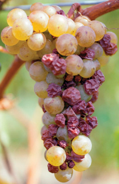 During dry weather, infected berries dry up.