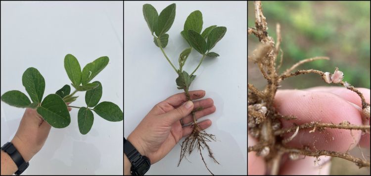 A hand holding a soybean plant showing the entire plant, including roots.