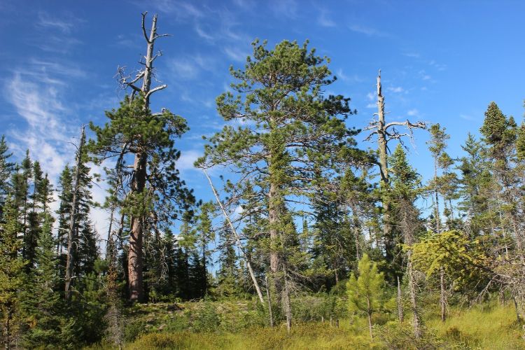 Wildlife preservation at Tahquamenon Falls.