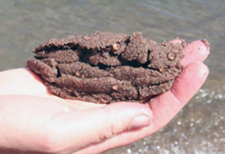 Native zooplankton in Lake Superior called Holopedium gibberum in a handful of sand. Photo credit: Minnesota Sea Grant