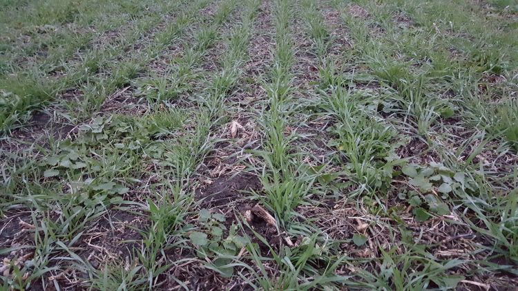 Weed invasion in a field. Photo by Dennis Pennington, MSU