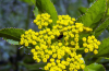 Golden Alexanders