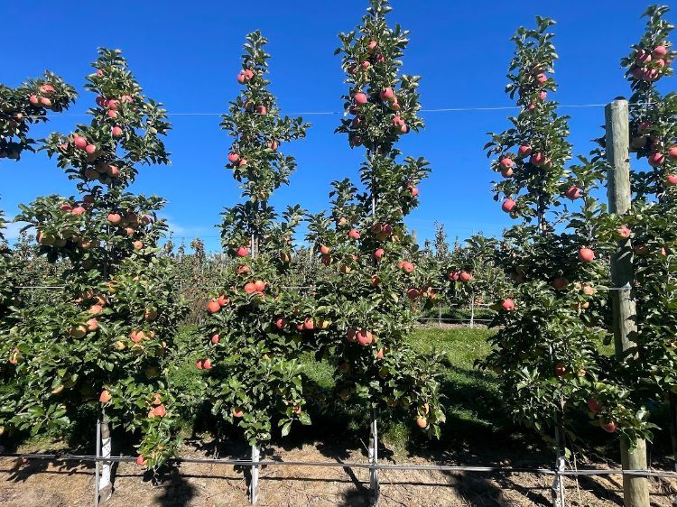 apple trees in a line in an orchard