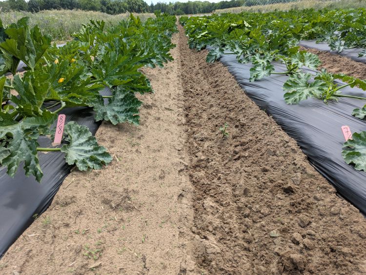 Crabgrass growing between rows of vegetable crops growing under black tarp.