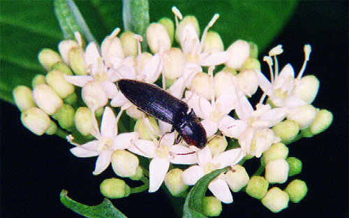 Adult has a dark, hard, elongated body; sometimes with colorful markings on its thorax.