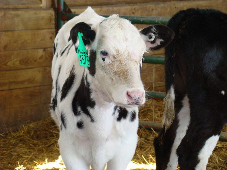 The need for straw bedding at this time of year to provide warmth for young calves is true both in barns and in hutches.