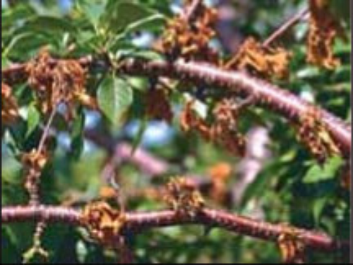 Spur dieback on Meteor cause by European brown rot. 