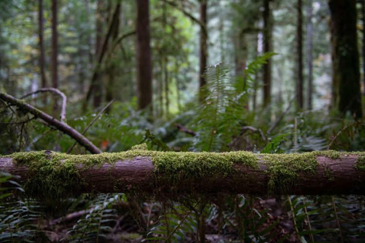 A dense green forest with a moss-covered fallen tree.