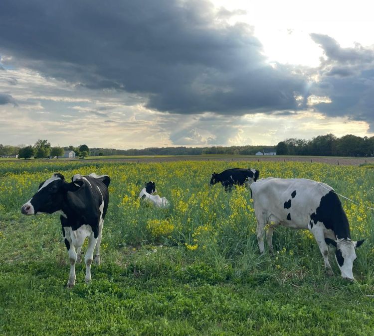 Black and white dairy cows graze on cover crops in an open field.
