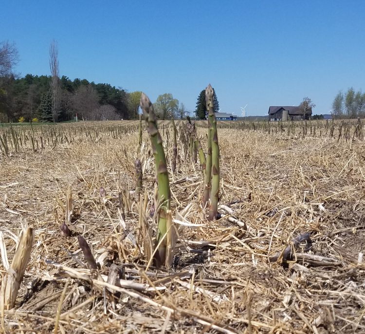 Asparagus is up