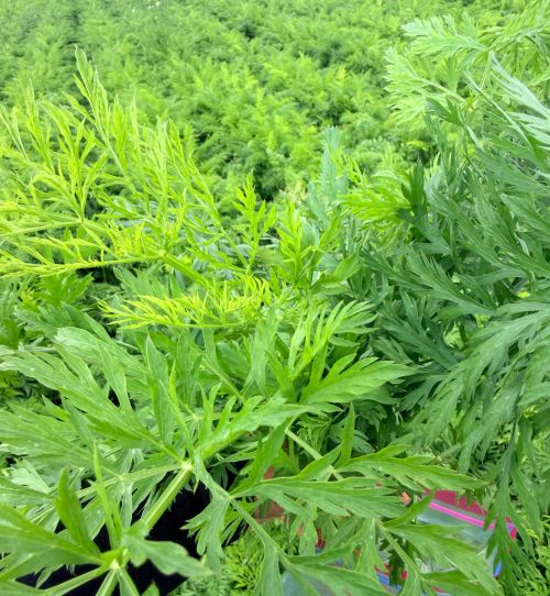 Carrot foliage showing chlorosis and leaf deformation on the young leaves that was caused by Alfalfa mosaic virus.