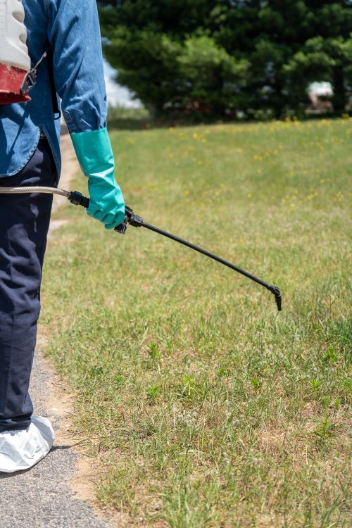 A person wearing personal protective equipment uses a backpack sprayer to spray pesticides on grass near a paved path.