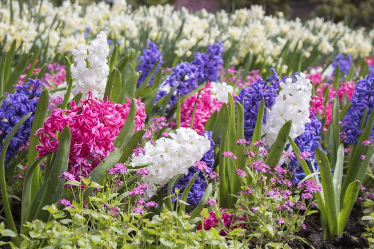 Hyacinths