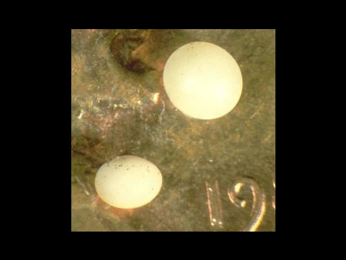 Masked Chafer eggs 