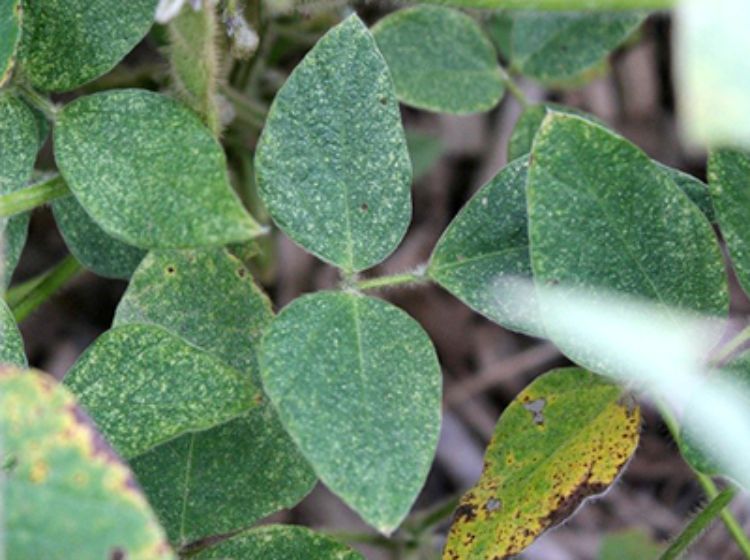 Spider mite feeding stippling from a previous year’s infestation of spider mites. Photo: Bruce MacKellar, MSU Extension.