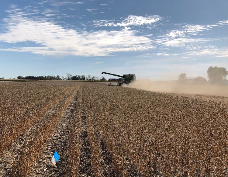 Harvester in soybean field.