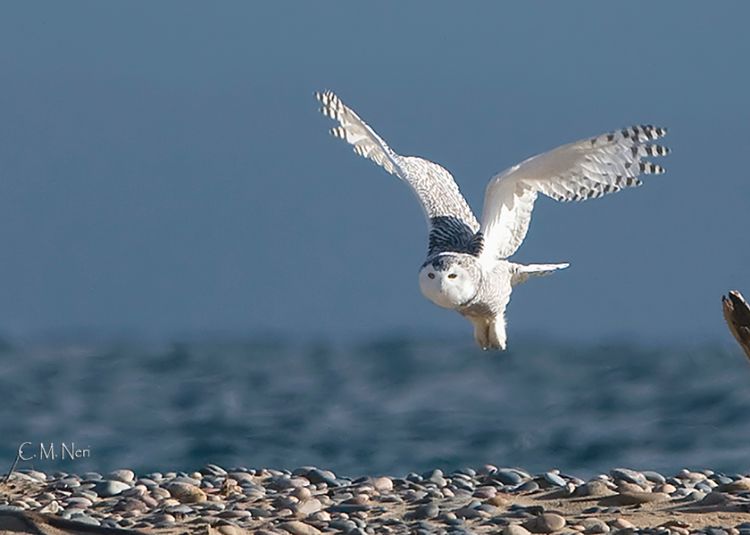 Recently, seasoned bird banders Chris Neri and Nova Mackentley banded a coastal snowy owl on the shores of Lake Superior. Photo: Chris Neri