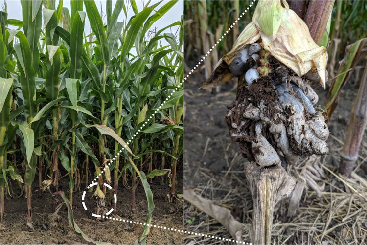 Corn field (left) harboring many cobs infected with Ustilago maydis (right).