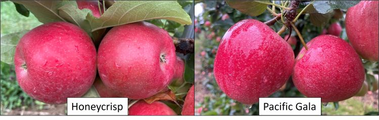 Pacific Gala and Premier Honeycrisp apples.