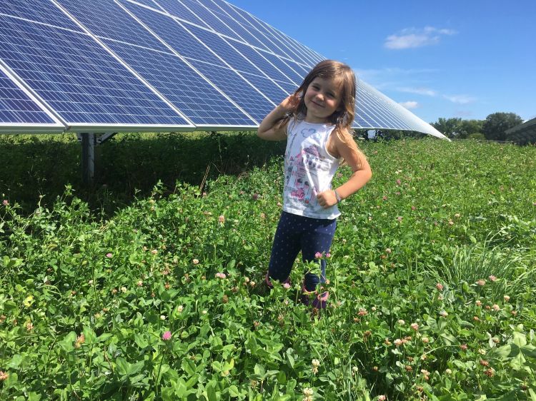 A thick stand of red, white, crimson, and ladino clover that was frost seeded around arrays in January. A perfect coexistence between nature and technology - array and clover. Photo credit: Lee Andre, Harvest Solar.