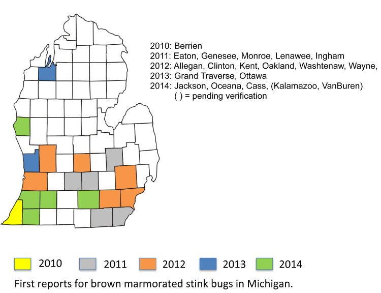 Brown Marmorated Stink Bug sightings.