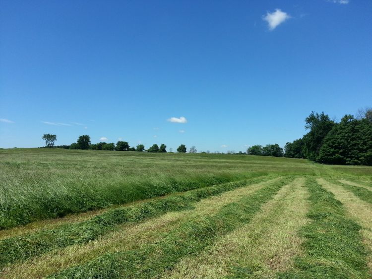 picture of a field during the daytime