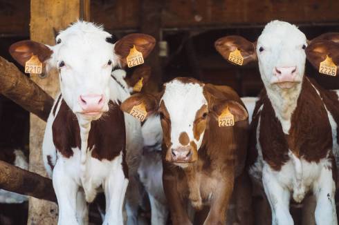 Three brown and white calves with fair tags in ears.