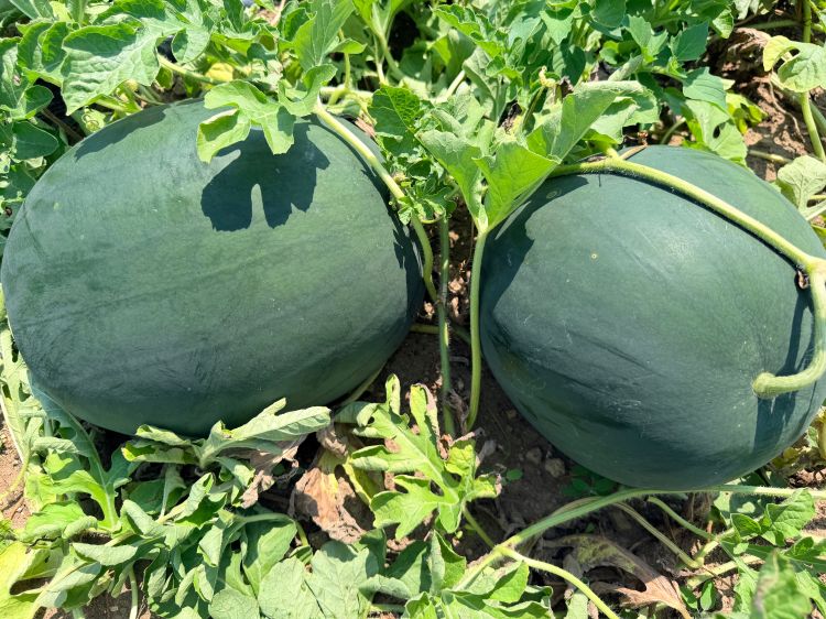 Two watermelons on the ground ready for harvest.