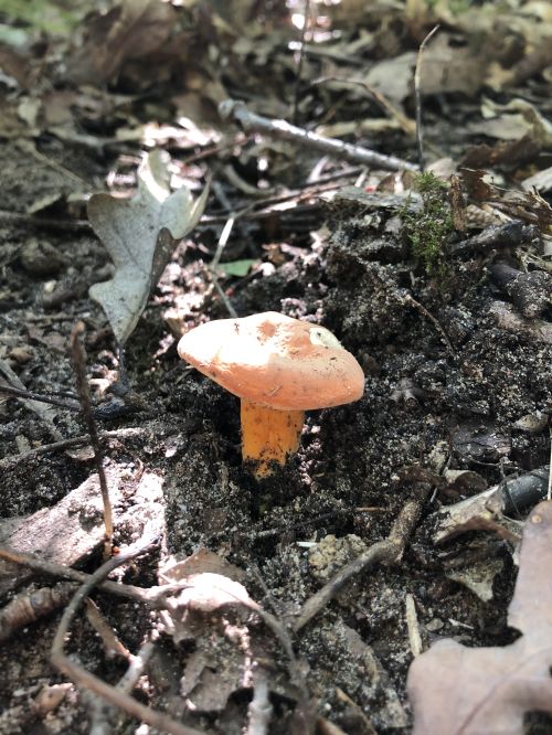 L. hygrophoroides growing under oaks near a river in sandy soil.