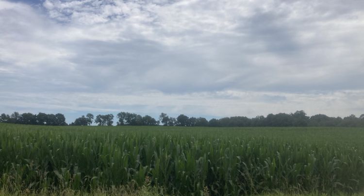 A commercial corn field.