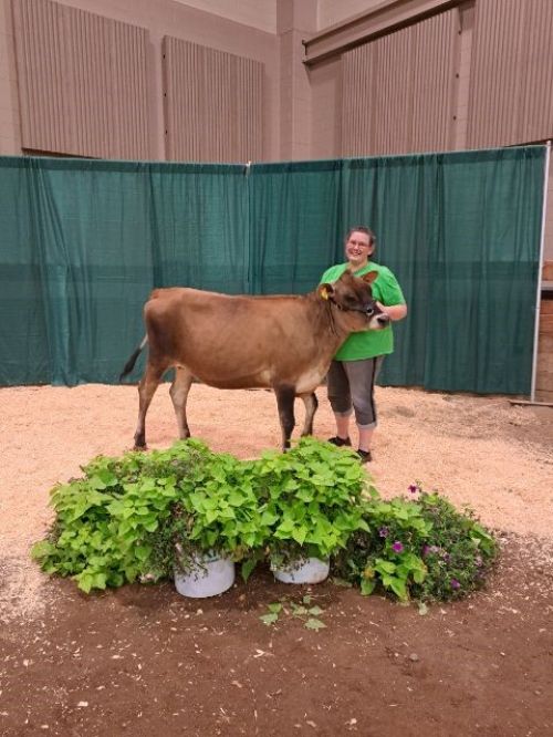 woman showing a jersey cow