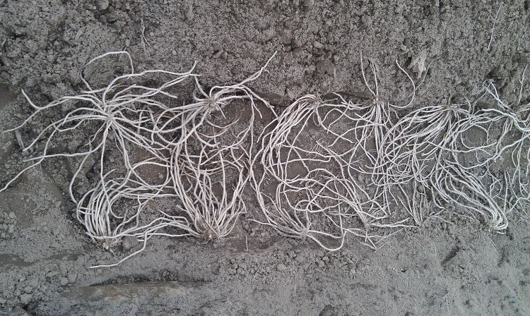 Asparagus crowns in a trench at planting in spring 2013 prior to being covered by soil. These plants grew during 2013, but this fall would have become cold-adapted and buffered from cold temperatures by their position beneath the soil surface.