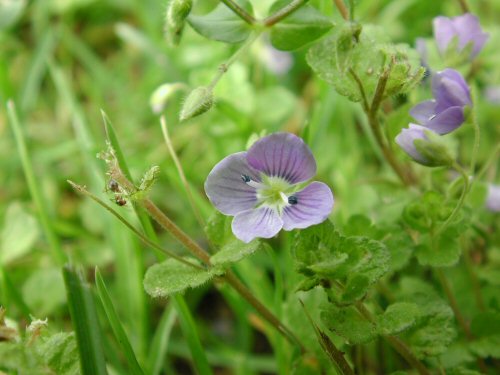  Corn Speedwell4.jpg 