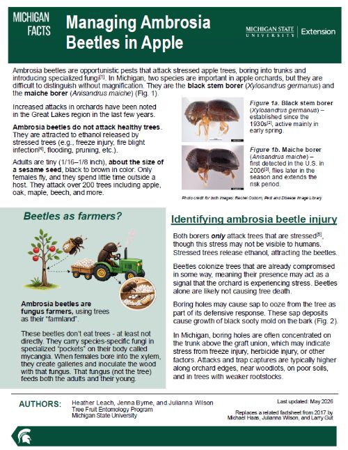 Cover page of the Managing Ambrosia Beetles in Apple fact sheet.