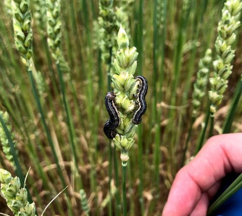 True armyworm on wheat heads