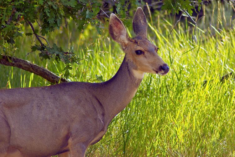 Doe in field with long grass in background