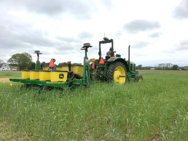 Interseeding soybean into standing cereal rye cover crops.