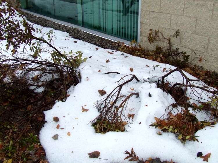 Be sure when siting plants to avoid downspouts and areas where ice and snow will be piled. Photo by Rebecca Finneran, MSU Extension