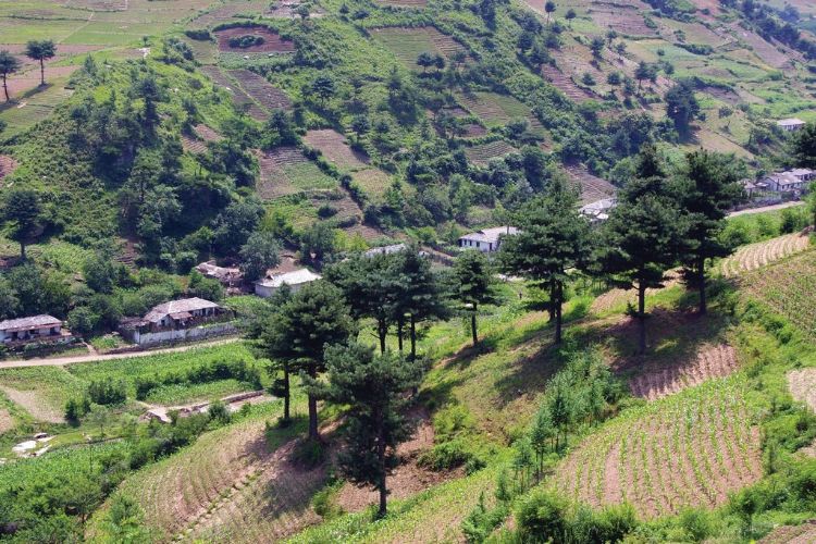 A tree system living outside of a forest ecosystem in India.