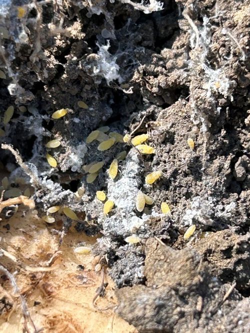 Yellow-green sugarbeet root aphids and white waxy secretions clustered in soil around a sugarbeet root.