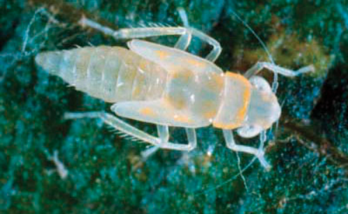 Grape leafhopper nymph.