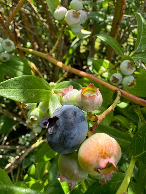 Two blueberries, one blue and one green.