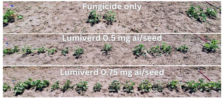 Three rows of crops emerging from the soil. The top row says 