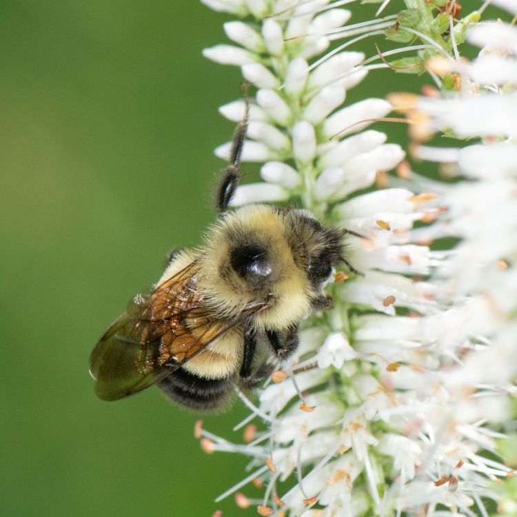A rusty patched bumble bee on a white flower collecting pollen.