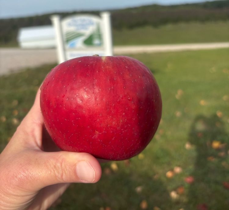 A hand holding a red Honeycrisp apple.